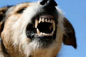 dog bites homeowners insurance